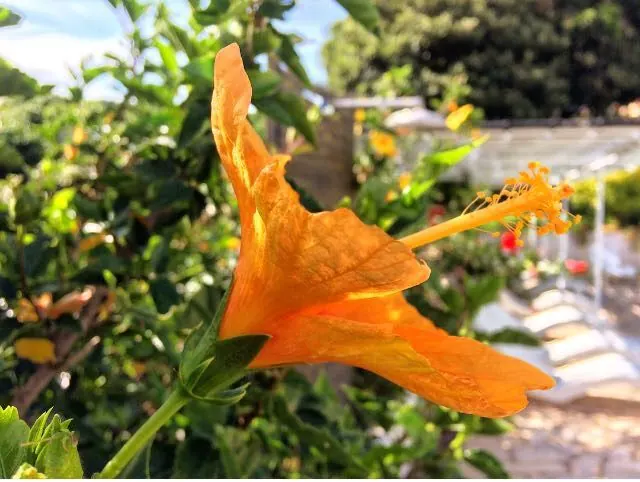 Flor de hibisco laranja em primeiro plano, com o jardim desfocado ao fundo