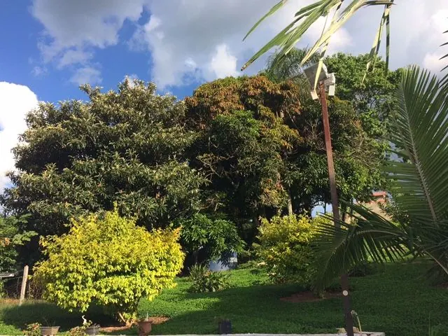 Gramado da pousada com coqueiro e árvores sob céu azul com nuvens