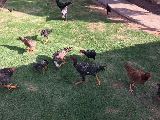Galinhas soltas no gramado da pousada em dia de sol