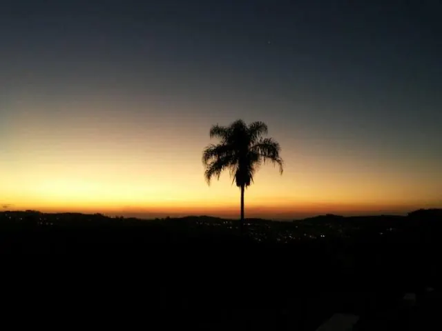Pôr do sol alaranjado com palmeira em silhueta e as luzes da cidade ao fundo
